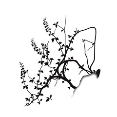 climbing fumitory vine silhouette vector on white