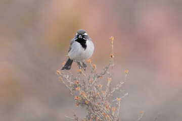 Wall Mural - A Black Throated Sparrow perches on the tip of a desert bush looking towards the left in soft early morning light in the desert of Southern Utah USA with out of focus desert colors in the background.