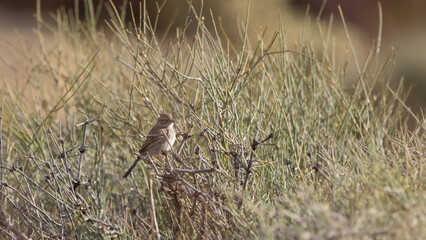 Wall Mural - A Brewers Sparrow perches in an Ephedra bush facing towards the right on a spring morning in the desert of Confluence Park in Southern Utah, USA 