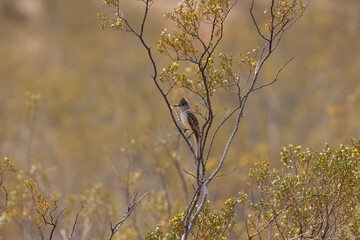 Wall Mural - An Ash Throated Flycatcher perches in a flowering creosote bush in overcast light on a spring day in the desert environment of Confluence Park, Southern Utah USA. 