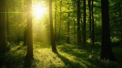 Aufkleber - A serene scene of sunlight filtering through the treetops in a dense forest, perfect for nature-inspired designs or outdoor-themed projects