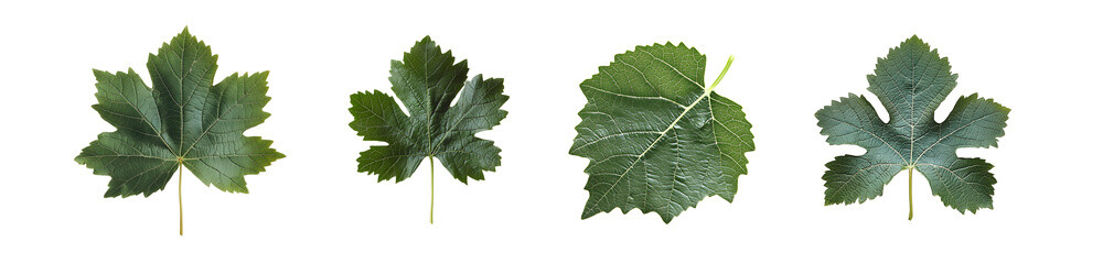 Poster - Set of separate plant leaves displayed against a transparent background.
