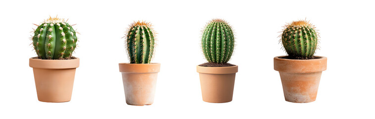 Poster - Set of small cacti in terracotta pots, displaying various textures and colors. isolated on transparent background