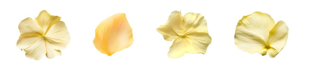 Poster - Set of Close up view of several yellow flower petals. isolated on transparent background