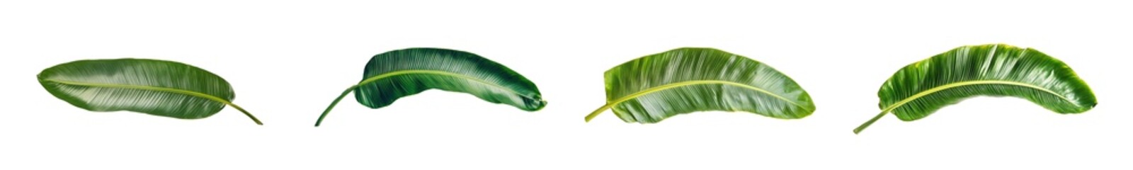 Poster - Set of tropical leaf isolated on transparent background