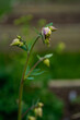 © Kathy - Columbine flowers at the beginning of the blooming season. Floral buds.