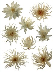 Aufkleber - Collection of Dried Flowers on White Background Studio Shot Overhead View Floral Arrangement Botanical Specimen