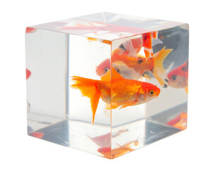 Poster - Orange Goldfish in a Clear Cube