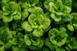 © Aether Pixels - Close-up of Fresh Green Butter Lettuce Growing in Garden, Overhead View, Healthy Eating, Organic Produce, Farm to Table