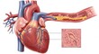 © DSGNCO - Human Heart with Arterial Plaque Illustration