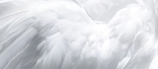 Poster - delicate arrangement of pristine white feathers showcasing ethereal texture and soft light transitions creating a sense of serenity and peacefulness that captures the eye