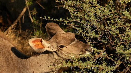 Wall Mural - close-up portrait of a female kudu antelope (tragelaphus strepsiceros) feeding on a bush, mokala nat