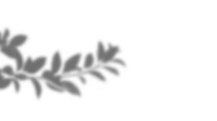 Fototapete - Leaf shadow overlay effect mockup with blurred leaves and foliage branch creating soft natural design element for creative backgrounds and artistic presentations