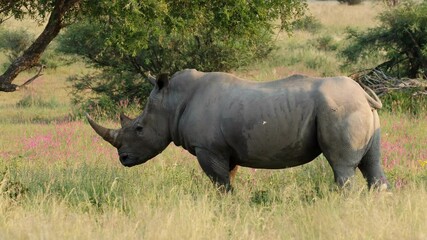 Wall Mural - an endangered white rhinoceros (ceratotherium simum) standing in natural habitat, south africa