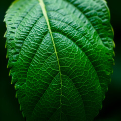 close up detailed green leaf texture