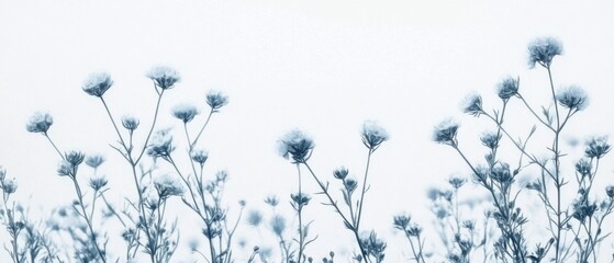 Poster - Delicate Blue Flowers Swaying Gently Against a Soft White Background in a Minimalist Style Floral Still Life