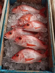 Poster - Fresh Red Snapper Fish Displayed in an Ice-Filled Crate at a Seafood Market