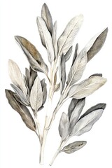 Poster - Elegant Lambs Ear Plant Watercolor Illustration Botanical Art on White Background Close Up of Silver Foliage