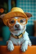 © Georgii - Adorable dog in yellow glasses and matching hat looking curious and stylish