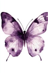 Poster - Watercolor Butterfly Painting on White Background Delicate Purple and Lavender Tones Artistic Illustration Close Up Insect Art Design