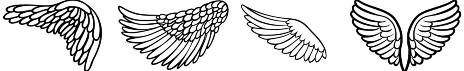 Poster - Ornate bird feathers drawing with a wing sketch