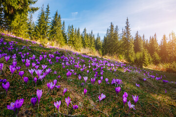 Aufkleber - A breathtaking display of purple crocuses covering the ground in the early spring sunlight.