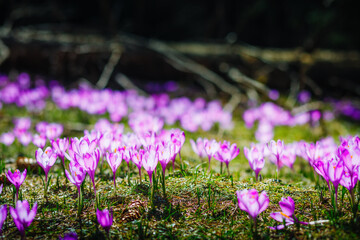 Aufkleber - A magical meadow of purple crocuses covering the ground in sunlight.
