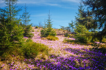 Poster - Colorful crocuses bloom under a bright blue sky amidst spruce trees in a tranquil forest setting in springtime.