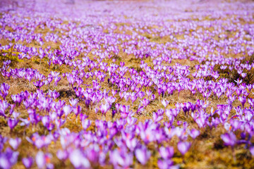 Aufkleber - The vast field is adorned with bright purple crocuses blooming in the gentle sunlight of early spring.