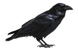 Single black raven