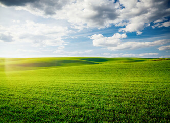 Poster - Breathtaking view of fresh green field with white fluffy clouds. Agronomic industry.