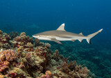 Gray shark near coral reef