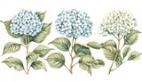 Three hydrangea blossoms in light blue and white, with lush green leaves, arranged on delicate stems