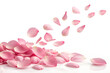© NadeAnamta - pink rose petals on white background