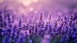 © hidayati - A beautiful field of lavender flowers with soft bokeh background