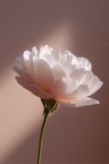 Poster - single elegant white rose with gentle shadow on light background symbolizing purity and dedication o