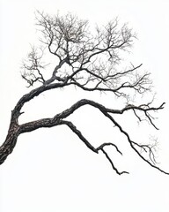 Poster - Bare Tree Branches Against White Sky Low Angle Shot Minimalist Style Nature Photography