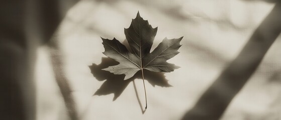 Poster - Minimalist Maple Leaf Still Life with Shadow Play on Textured Background Studio Shot Natural Light
