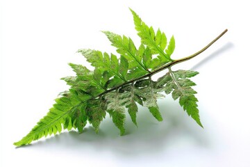 Poster - Green fern leaf with distinct textures showcasing growth and natural beauty in a clean, minimalist setting