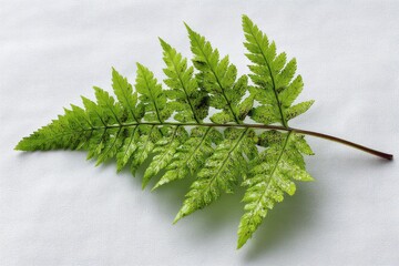 Poster - Green fern leaf resting on a white surface showcasing intricate details of nature's artistry and texture