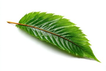 Poster - Fresh green leaf on a white surface showcasing intricate vein patterns and vibrant color