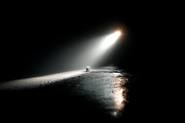 Poster - Lonely teddy bear illuminated by a single beam of light on a dark road at night