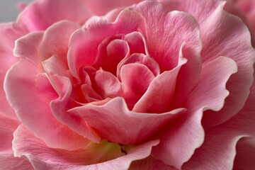 Poster - Delicate pink rose in full bloom showcasing vibrant petals and intricate details against a soft background