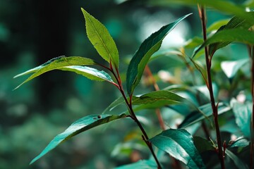 Fototapete - Fresh green leaves glistening in natural sunlight during a serene forest backdrop in early morning hours