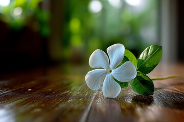 Poster - Delicate white flower resting on wooden surface in soft natural lighting