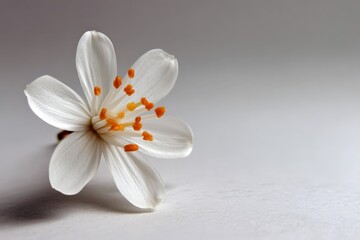 Poster - Delicate white flower with orange stamen resting on a plain surface in soft light