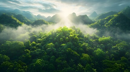 Poster - Mesmerizing aerial photograph capturing the tranquil beauty of a dense tropical rainforest shrouded in morning mist with sunlight filtering through the lush green canopy