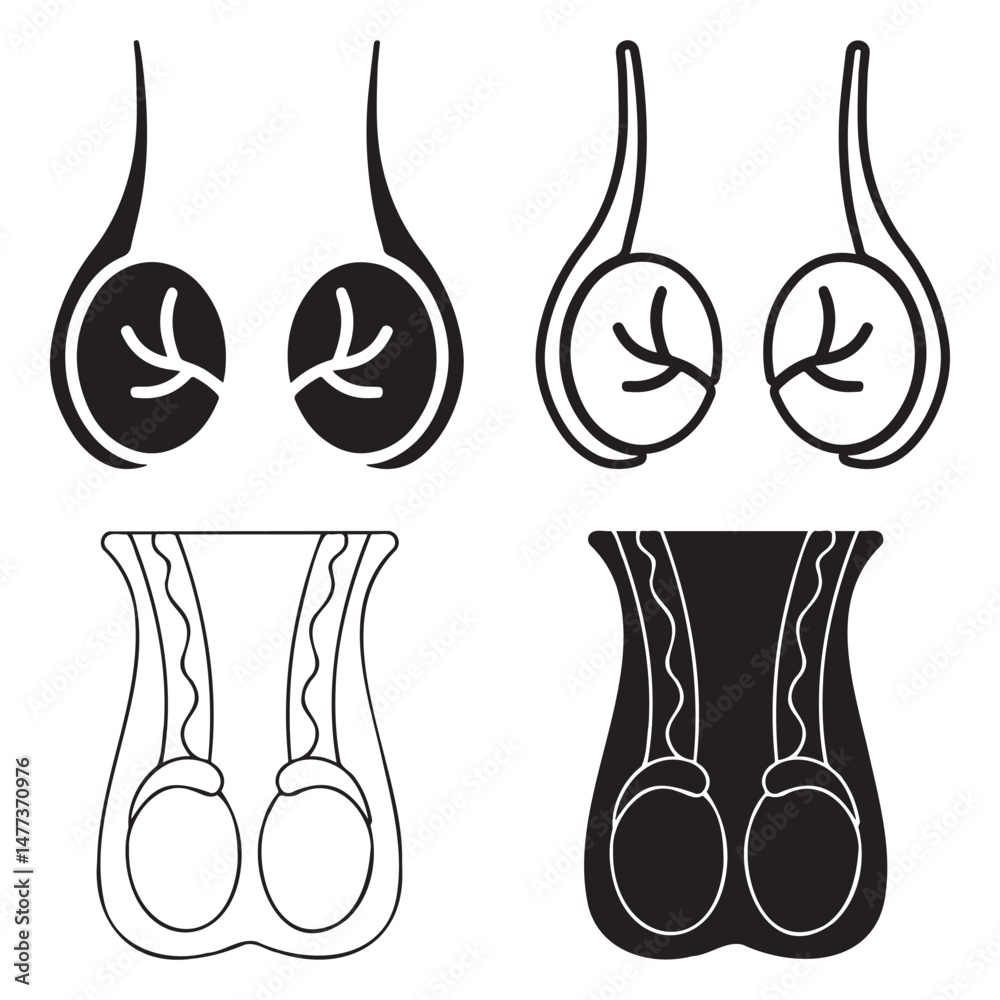Testis Icon Human Testicle Icon Collection. Male reproductive organ anatomy ...