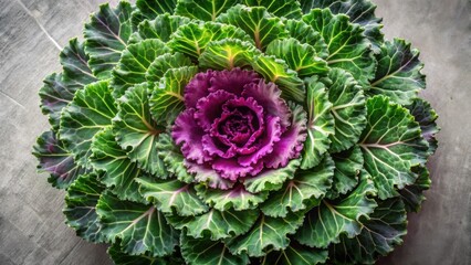 Poster - Vibrant Purple and Green Ornamental Cabbage in a Circular Arrangement on a Neutral Background