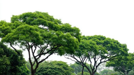 Poster - Vibrant treetops fill the composition, showcasing lush greenery in a peaceful natural environment under clear skies during daylight
